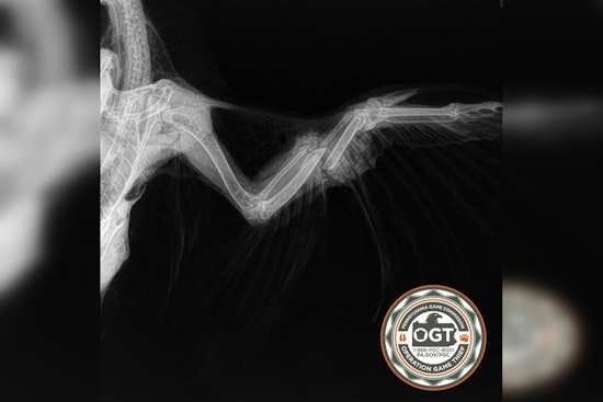 Shavertown Quarry Falcon Shot Down, Game Commission Hunts Shooter