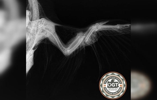 Shavertown Quarry Falcon Shot Down, Game Commission Hunts Shooter