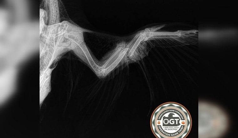 Shavertown Quarry Falcon Shot Down, Game Commission Hunts Shooter