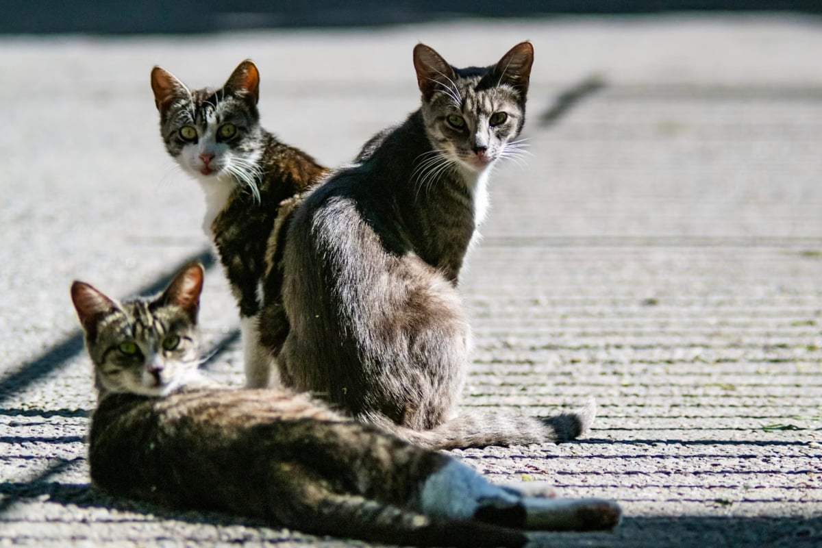 Silent Cat Killer Sweeps South Florida as Vets Sound Alarm on Adult Pets