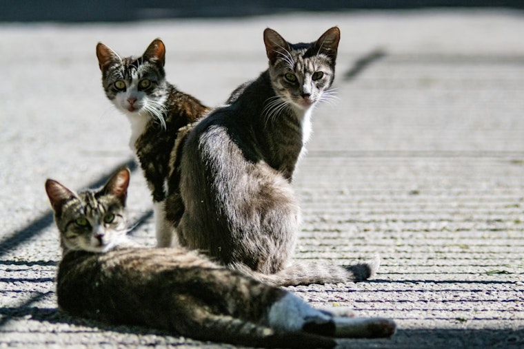 Silent Cat Killer Sweeps South Florida as Vets Sound Alarm on Adult Pets