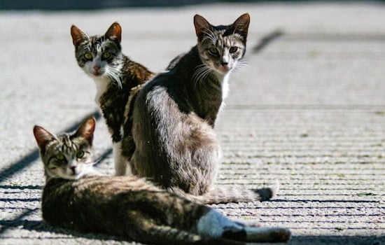 Silent Cat Killer Sweeps South Florida as Vets Sound Alarm on Adult Pets