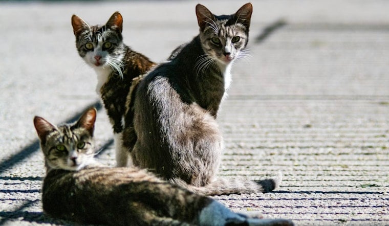 Silent Cat Killer Sweeps South Florida as Vets Sound Alarm on Adult Pets