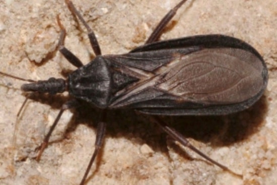 Silent ‘Kissing Bug’ Strikes: San Diego Logs First Homegrown Chagas Case