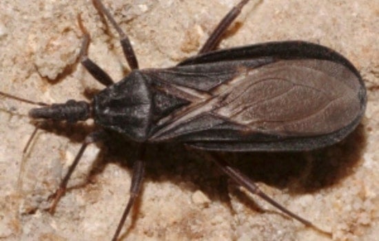 Silent ‘Kissing Bug’ Strikes: San Diego Logs First Homegrown Chagas Case