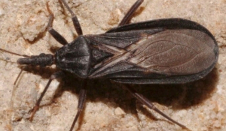 Silent ‘Kissing Bug’ Strikes: San Diego Logs First Homegrown Chagas Case