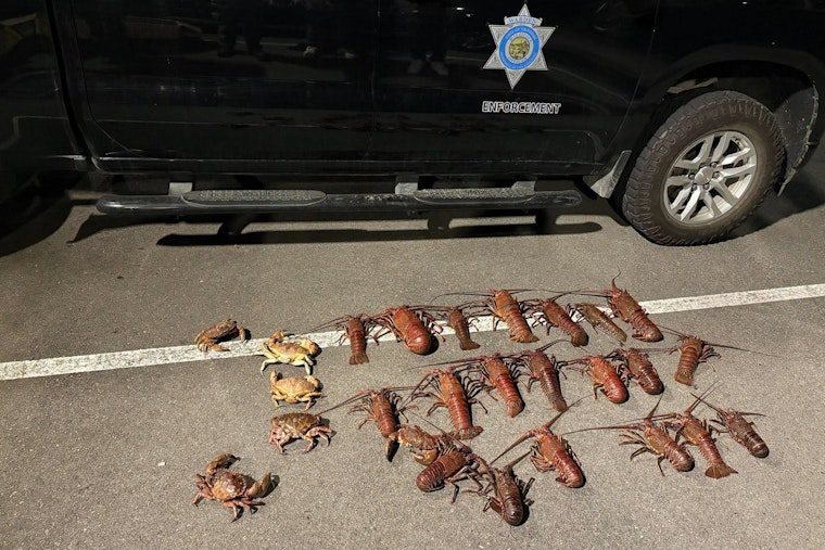 Six Busted in Santa Monica Pier Lobster Poaching Sting With Baby Stroller Stash