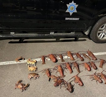 Six Busted in Santa Monica Pier Lobster Poaching Sting With Baby Stroller Stash