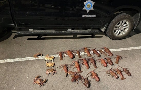 Six Busted in Santa Monica Pier Lobster Poaching Sting With Baby Stroller Stash