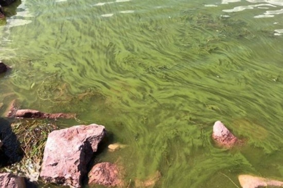 Slimy Scare Shuts Down Boulder Reservoir Swim Beach