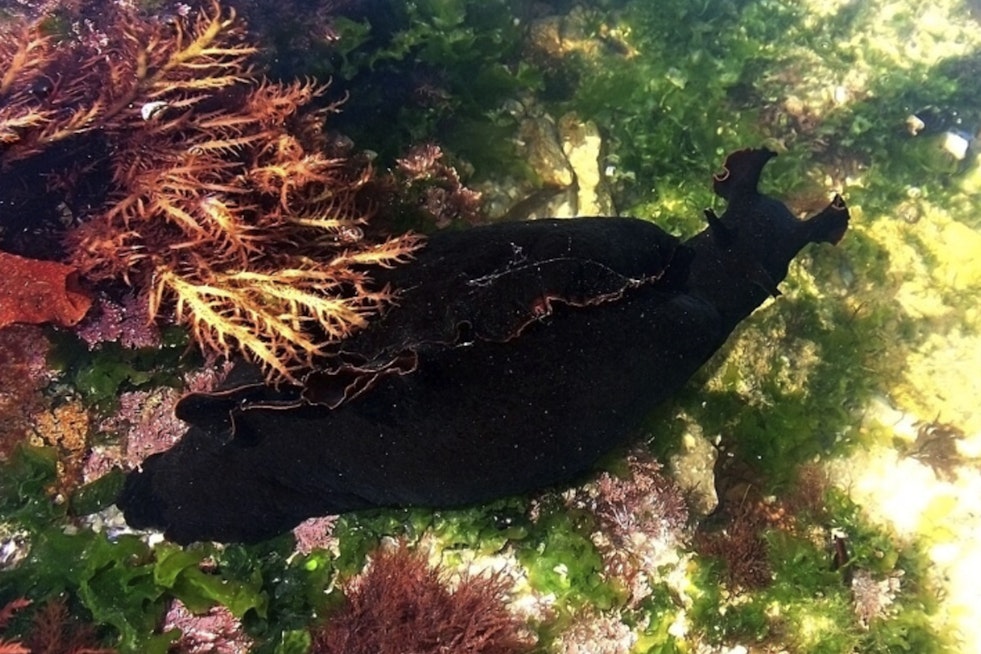 Slimy Sea Slugs Turn Hutchinson Island Beaches Into Dog Danger Zone