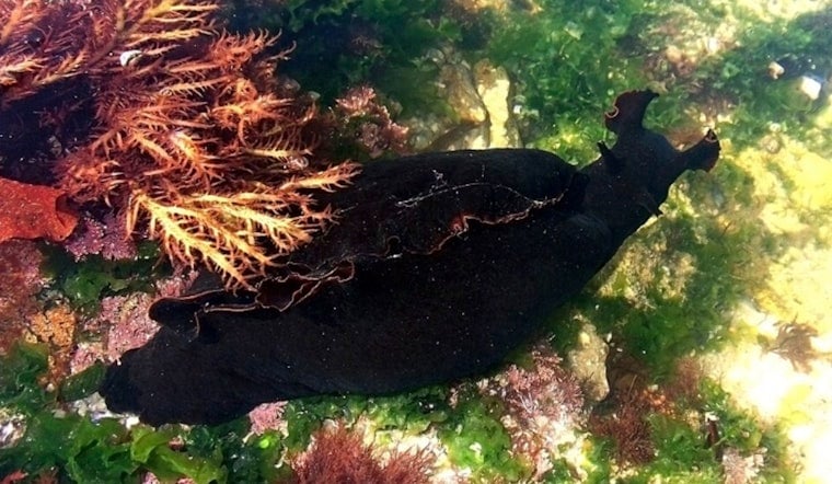 Slimy Sea Slugs Turn Hutchinson Island Beaches Into Dog Danger Zone