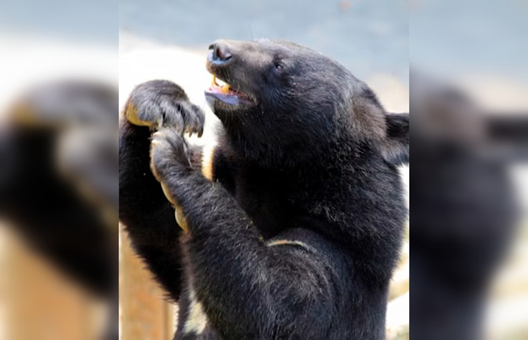 Small Bear Wanders Into Crestline Water District Office