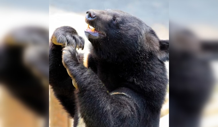 Small Bear Wanders Into Crestline Water District Office