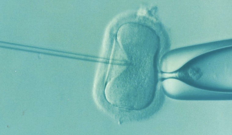 Smoky Skies, Empty Cribs: Wildfire Haze Tied to IVF Slump at New York Clinic