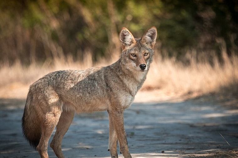 Sneaky Coyote Strolls Gregory Way, Rattling Beverly Hills Neighbors