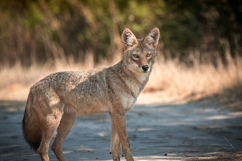 Sneaky Coyote Strolls Gregory Way, Rattling Beverly Hills Neighbors