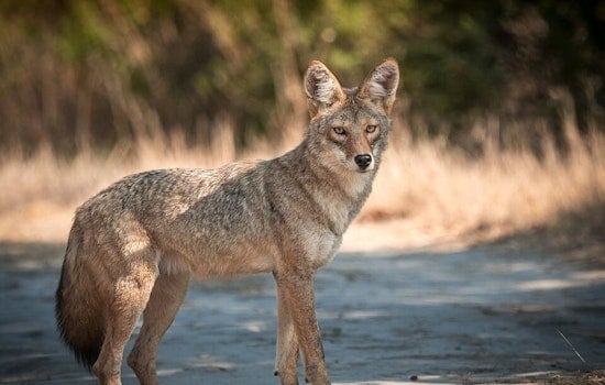 Sneaky Coyote Strolls Gregory Way, Rattling Beverly Hills Neighbors