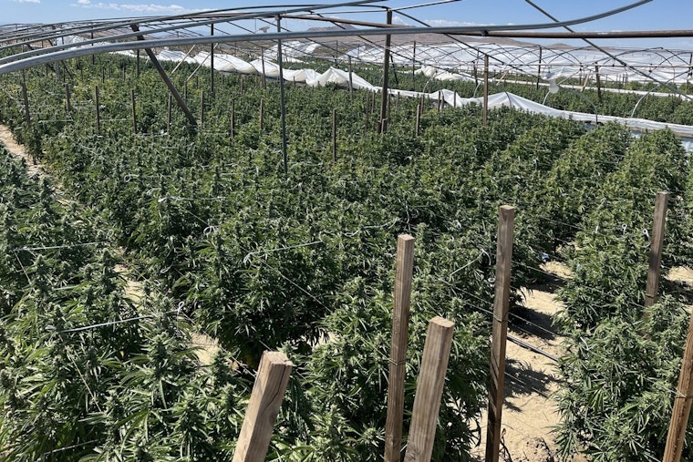 SoCal Pot Pirates Lose Over 63,000 Pounds in State Raid Blitz