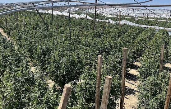 SoCal Pot Pirates Lose Over 63,000 Pounds in State Raid Blitz