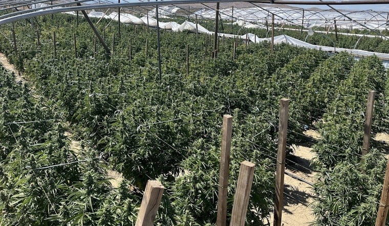 SoCal Pot Pirates Lose Over 63,000 Pounds in State Raid Blitz