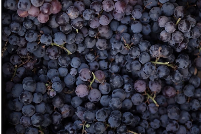 Sonoma, Napa Grape Rush: Harvest Jumps The Gun As Yields Shrink