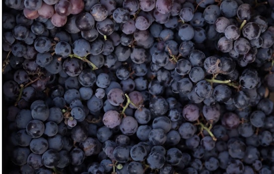 Sonoma, Napa Grape Rush: Harvest Jumps The Gun As Yields Shrink