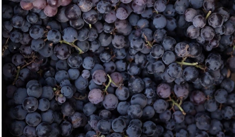 Sonoma, Napa Grape Rush: Harvest Jumps The Gun As Yields Shrink