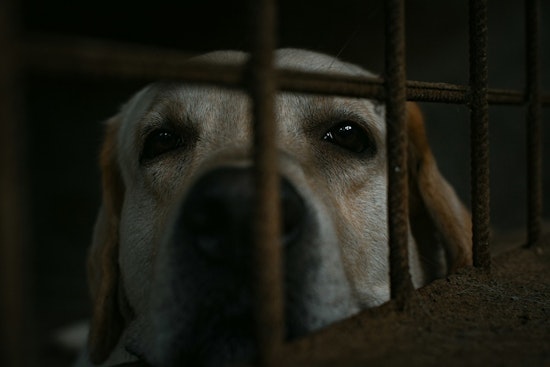 South Dakota Rescue Dogs Spark Brucellosis Scare In Minnesota