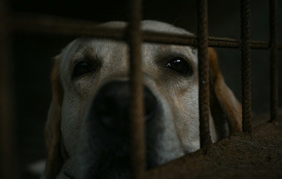 South Dakota Rescue Dogs Spark Brucellosis Scare In Minnesota