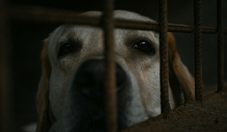 South Dakota Rescue Dogs Spark Brucellosis Scare In Minnesota