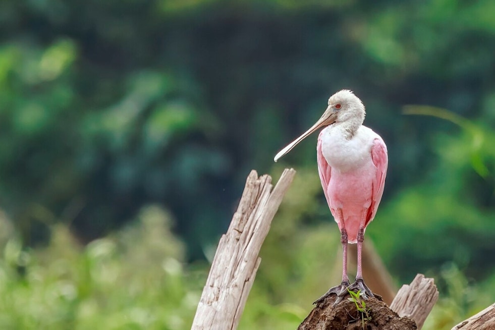 South Florida's Pink Spoonbills Flee Drowning Shores, Nest Deeper In The Glades