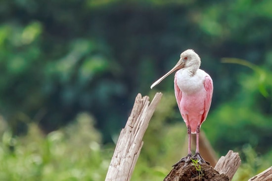 South Florida's Pink Spoonbills Flee Drowning Shores, Nest Deeper In The Glades
