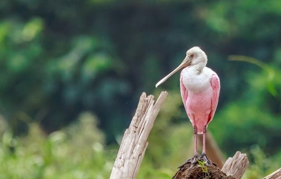 South Florida's Pink Spoonbills Flee Drowning Shores, Nest Deeper In The Glades