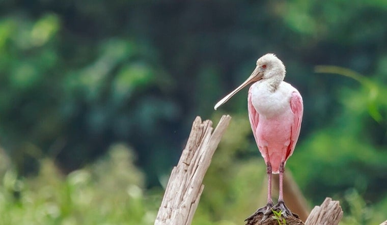 South Florida's Pink Spoonbills Flee Drowning Shores, Nest Deeper In The Glades