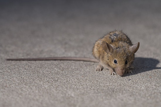 South Station Starbucks Shut After Rodent Video Gnaws At Business