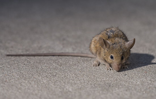 South Station Starbucks Shut After Rodent Video Gnaws At Business