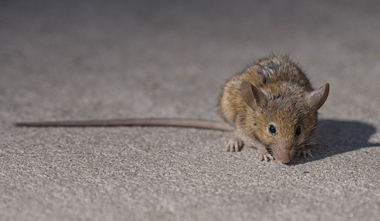 South Station Starbucks Shut After Rodent Video Gnaws At Business