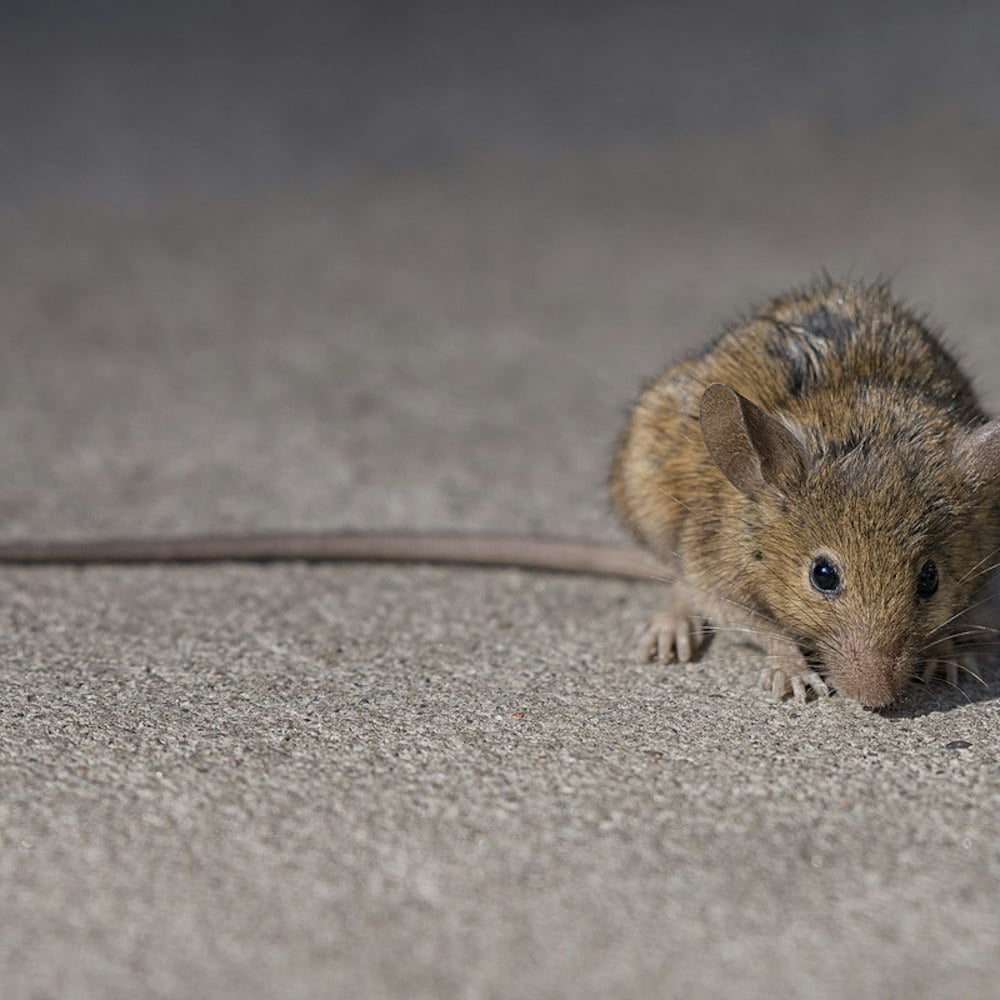 South Station Starbucks Shut After Rodent Video Gnaws At Business