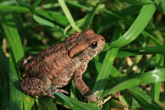 South Tampa Dog’s Scare Ignites Backyard Bufo Toad Alert