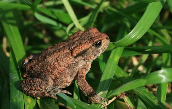 South Tampa Dog’s Scare Ignites Backyard Bufo Toad Alert