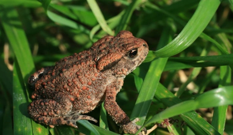 South Tampa Dog’s Scare Ignites Backyard Bufo Toad Alert