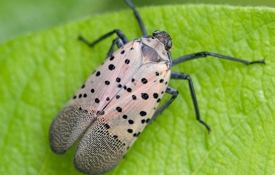 Spotted Lanternfly Sightings Spread Across Tennessee