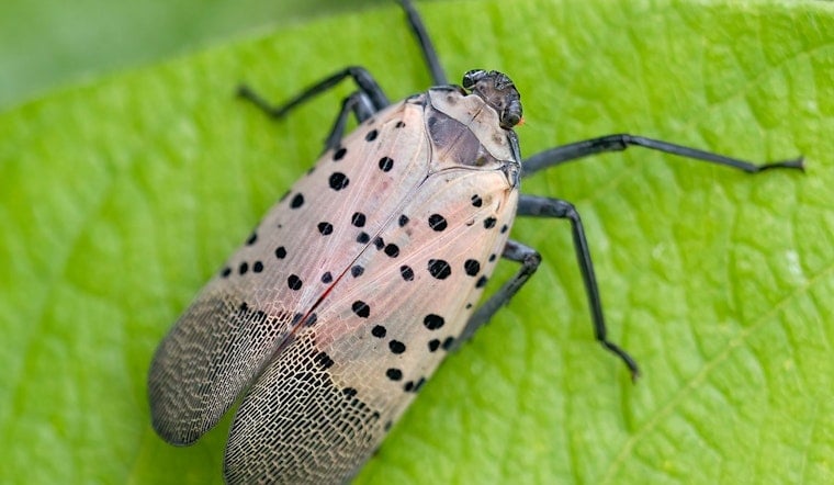 Spotted Lanternfly Sightings Spread Across Tennessee