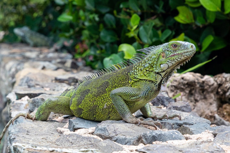 St. Peters Iguana Found Duct-Taped To Tree Gets Rescued