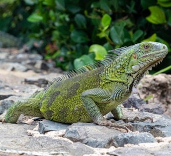 St. Peters Iguana Found Duct-Taped To Tree Gets Rescued
