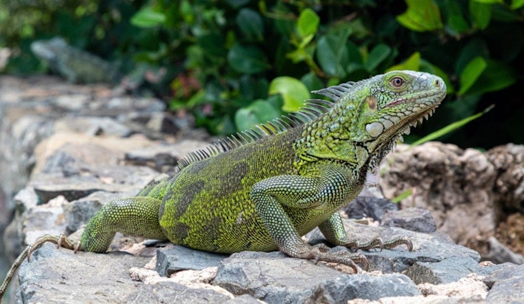 St. Peters Iguana Found Duct-Taped To Tree Gets Rescued
