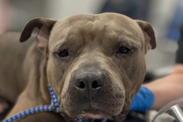 Stabbed ‘Manatee’ Dog Dumped Off Blanding Boulevard Shocks Jacksonville