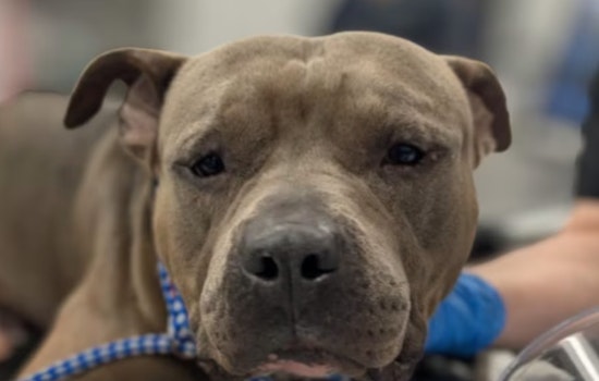 Stabbed ‘Manatee’ Dog Dumped Off Blanding Boulevard Shocks Jacksonville