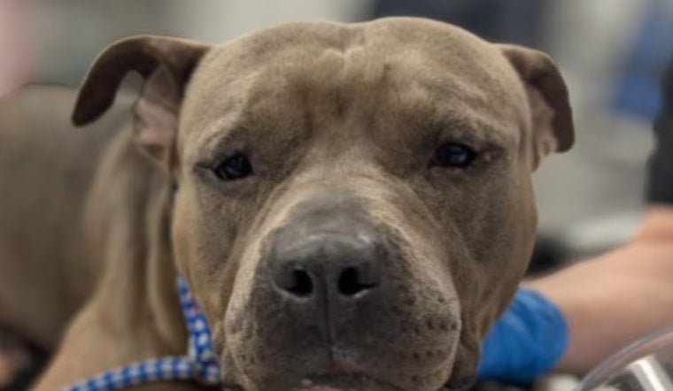 Stabbed ‘Manatee’ Dog Dumped Off Blanding Boulevard Shocks Jacksonville